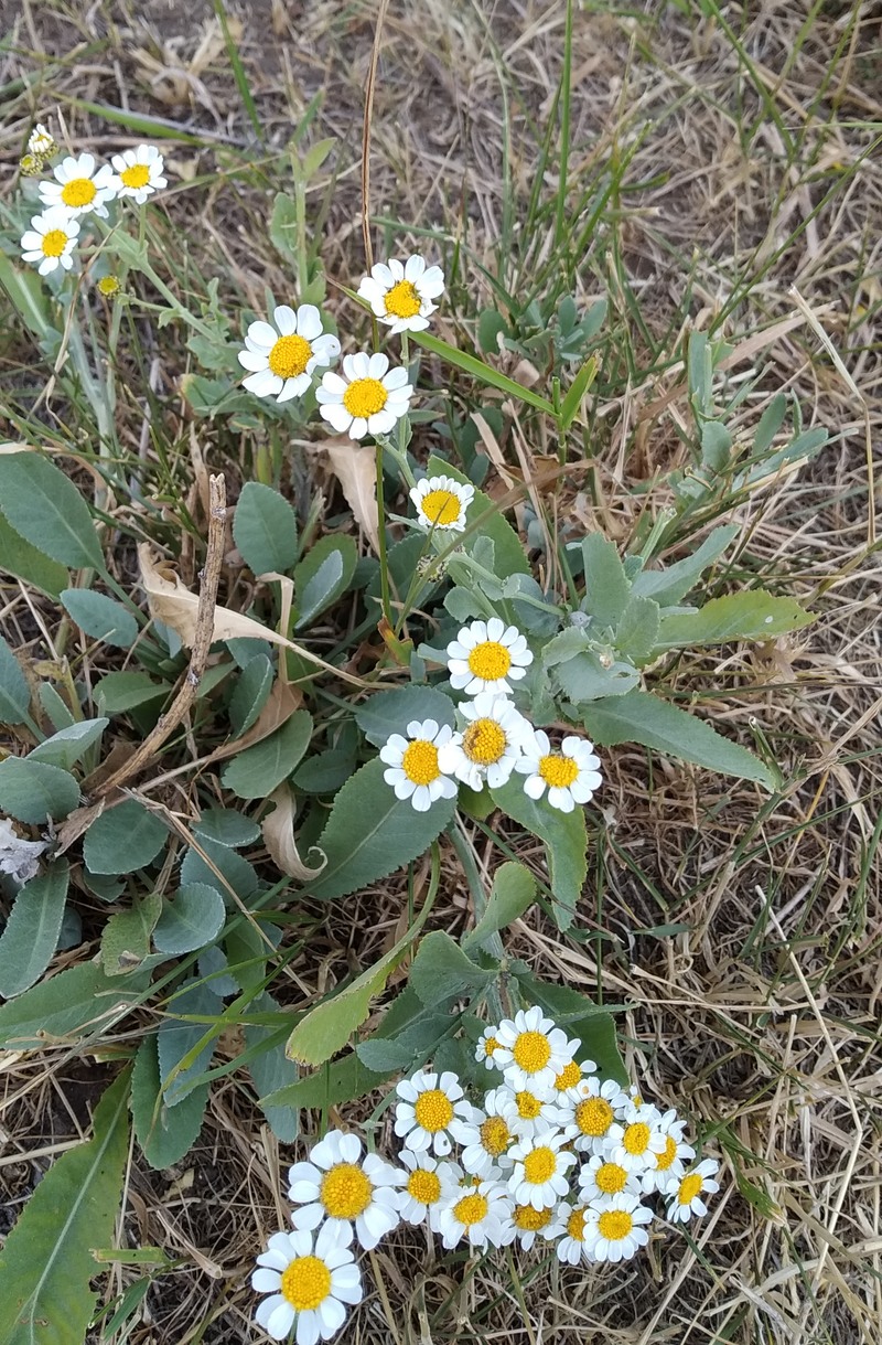 Изображение особи Pyrethrum balsamita.