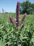 Salvia deserta