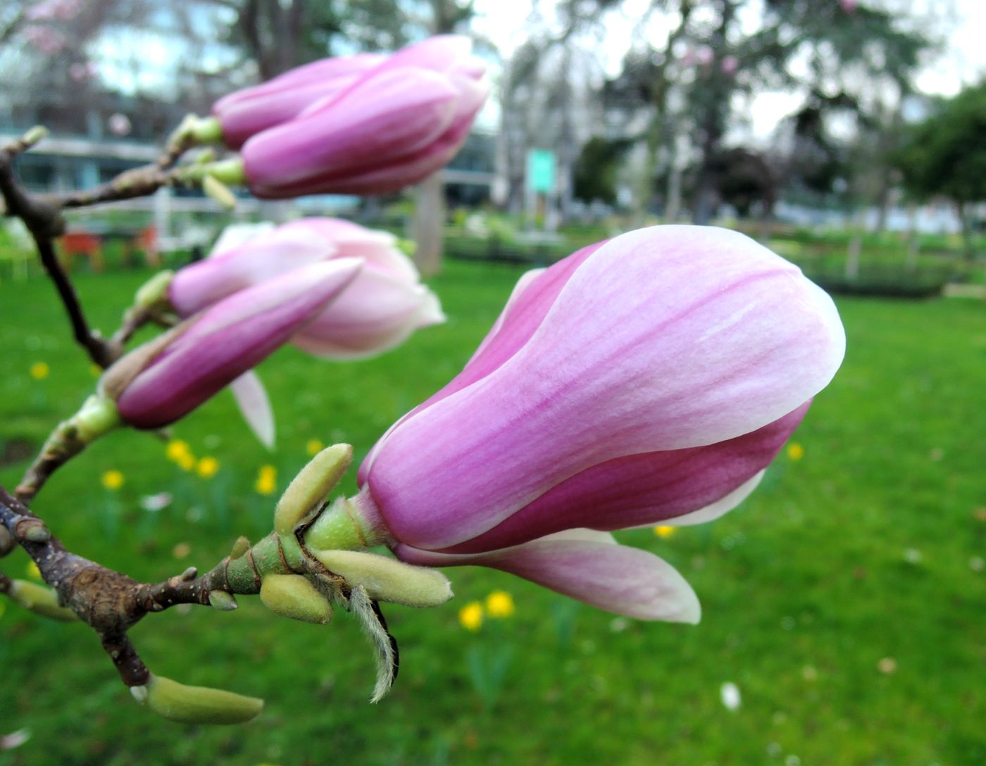 Image of Magnolia &times; soulangeana specimen.