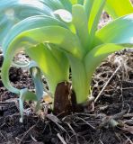 род Allium