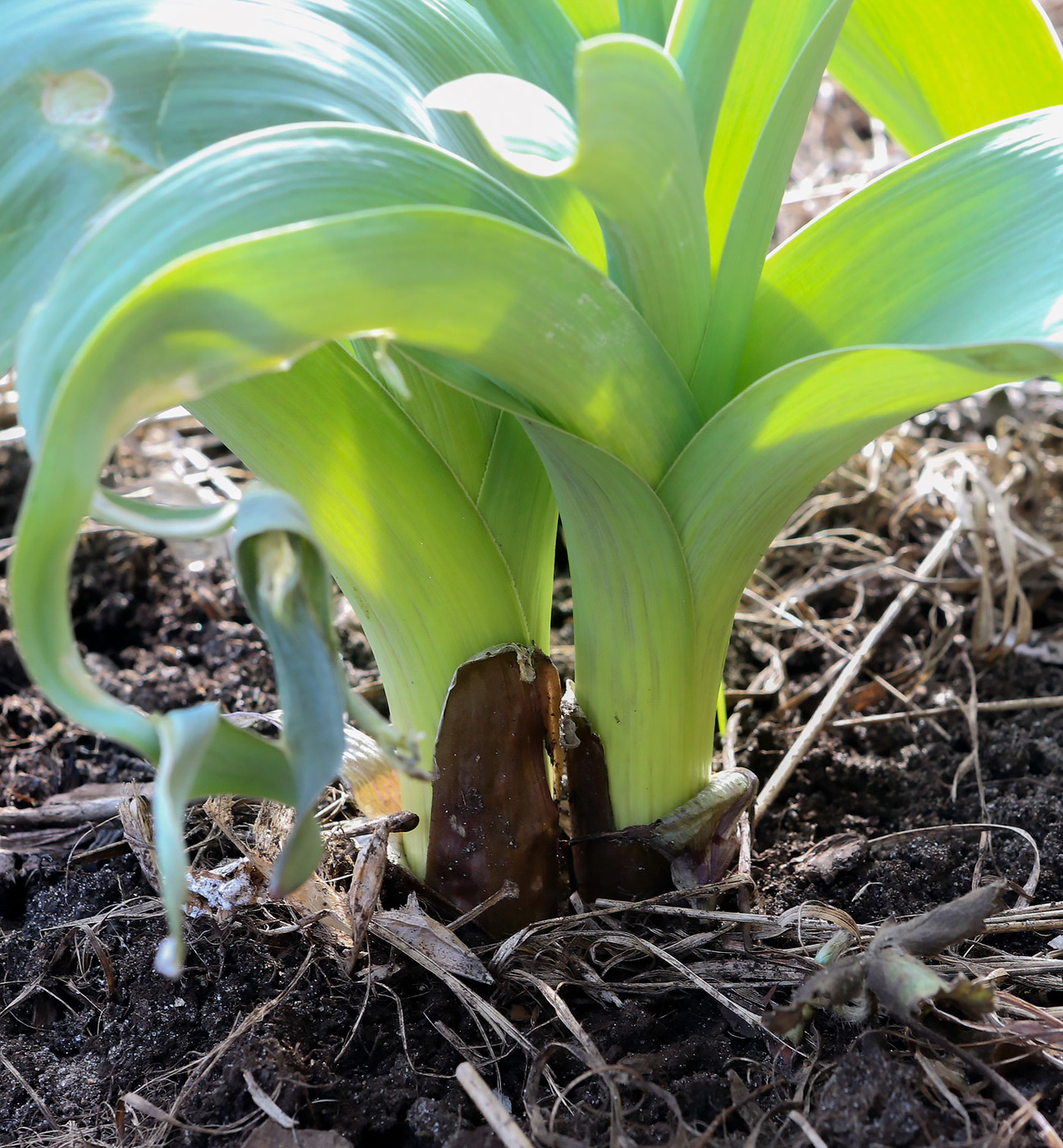 Image of genus Allium specimen.