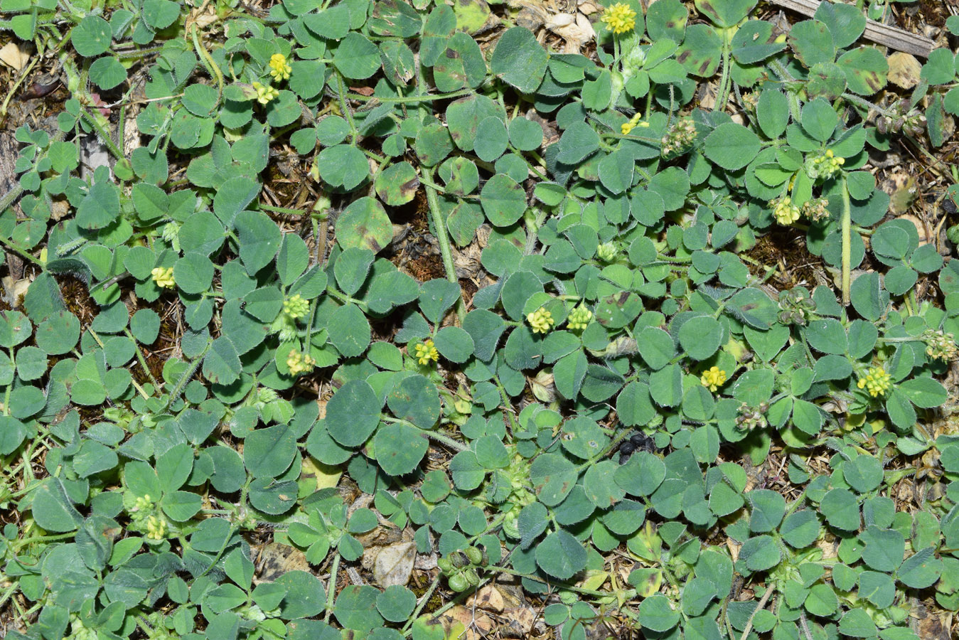 Изображение особи Medicago lupulina.