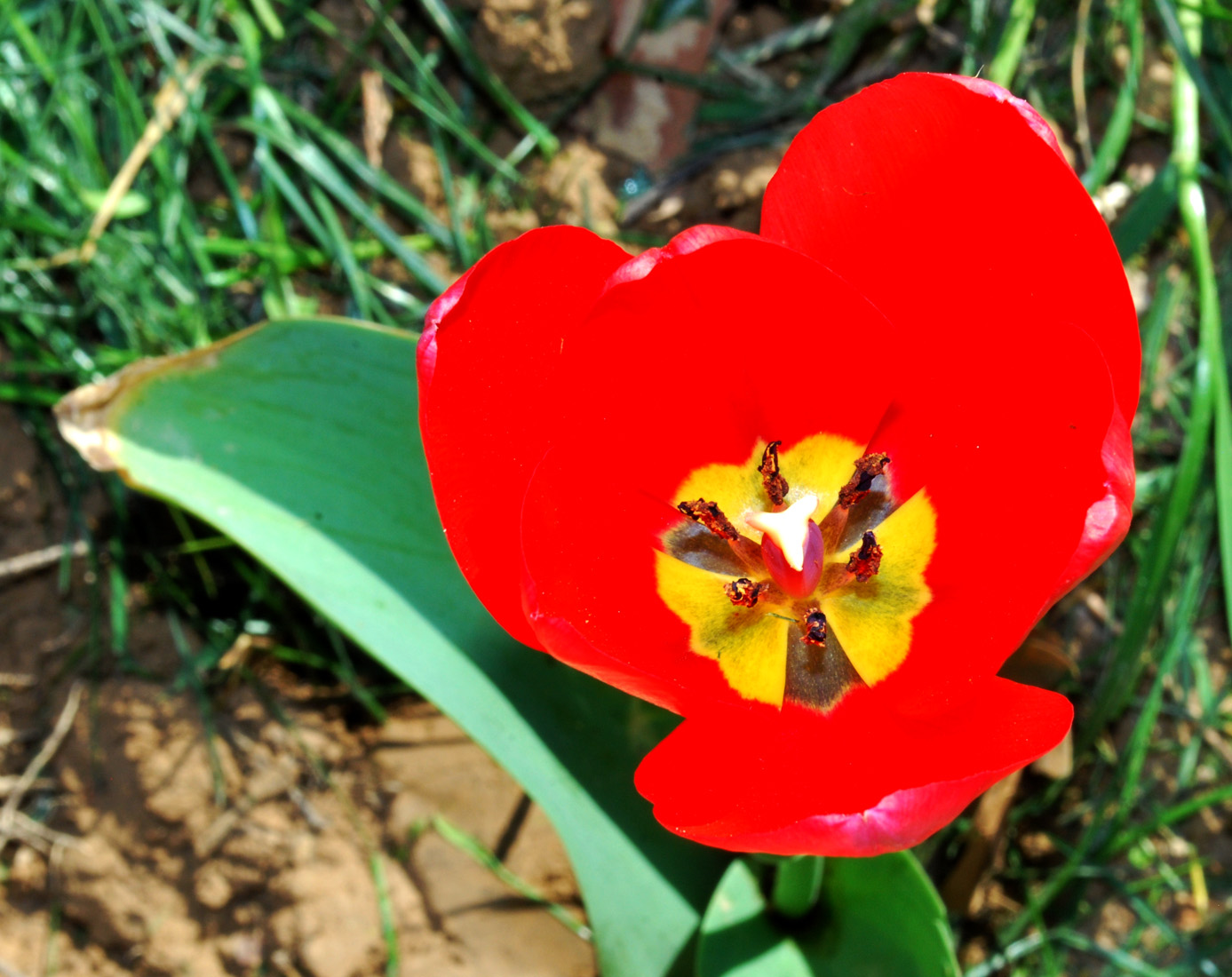 Image of genus Tulipa specimen.