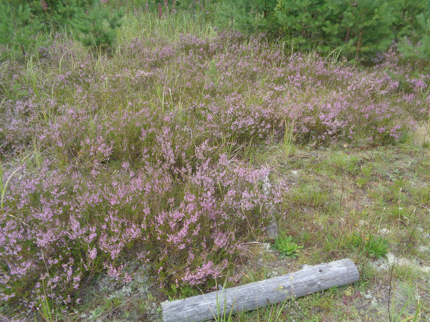 Изображение особи Calluna vulgaris.