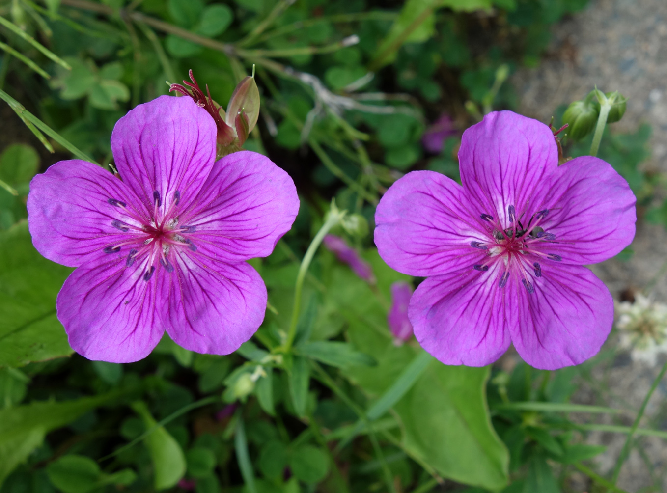 Изображение особи Geranium soboliferum.