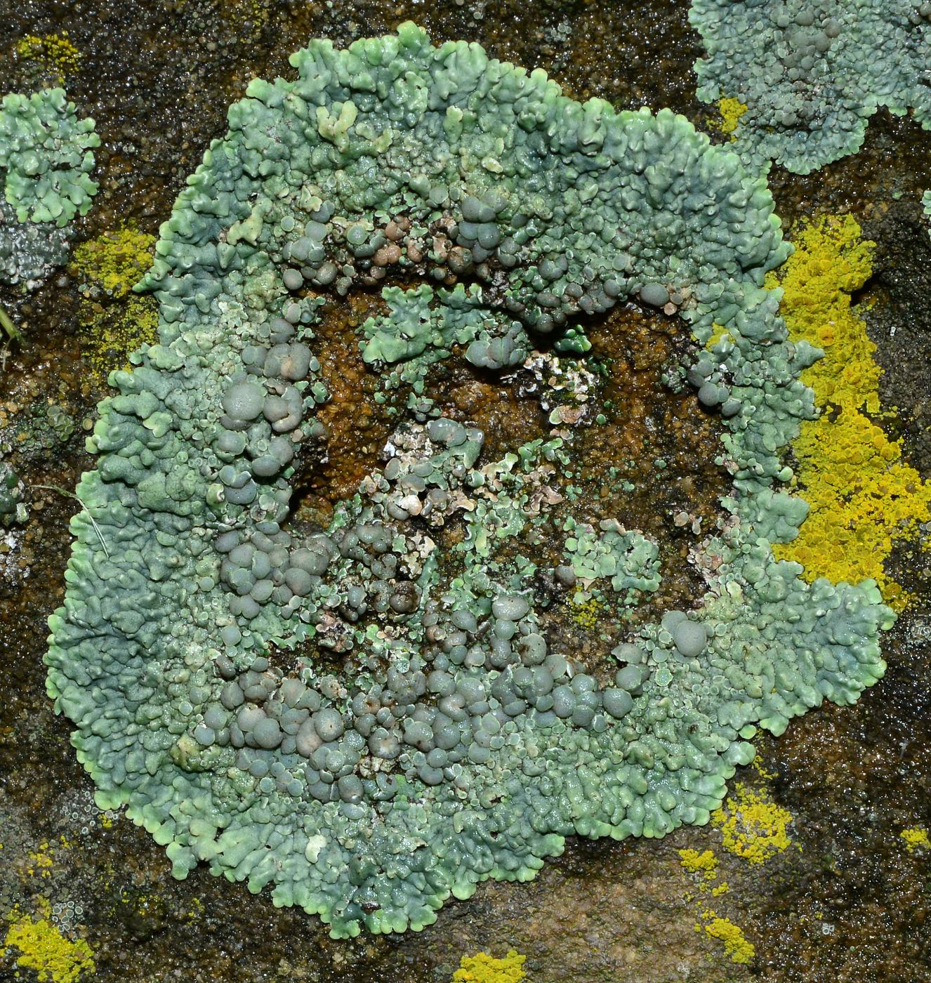 Image of Lecanora muralis specimen.