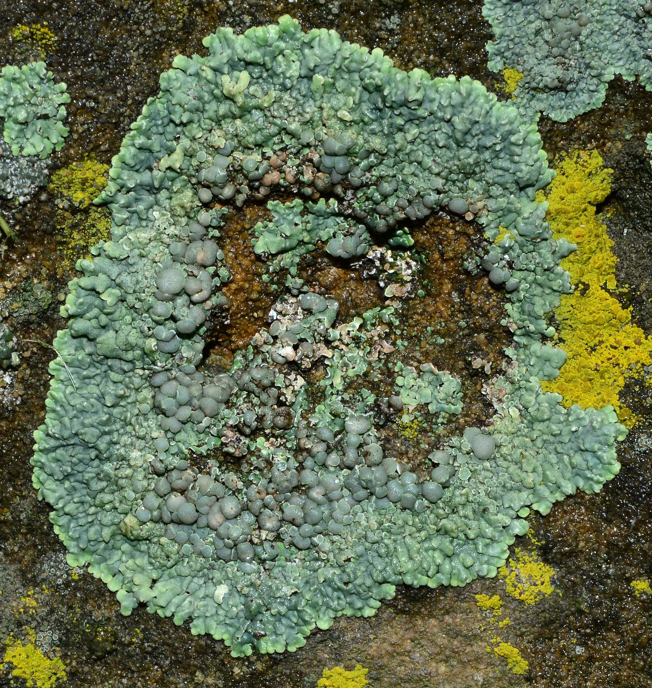 Изображение особи Lecanora muralis.