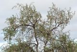 Vachellia erioloba