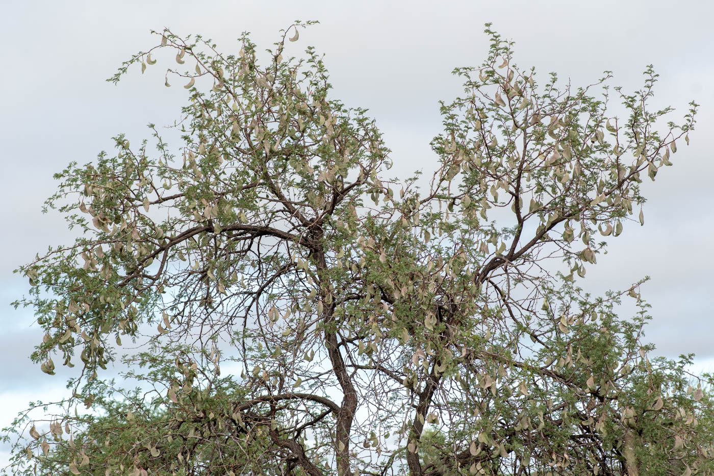 Изображение особи Vachellia erioloba.