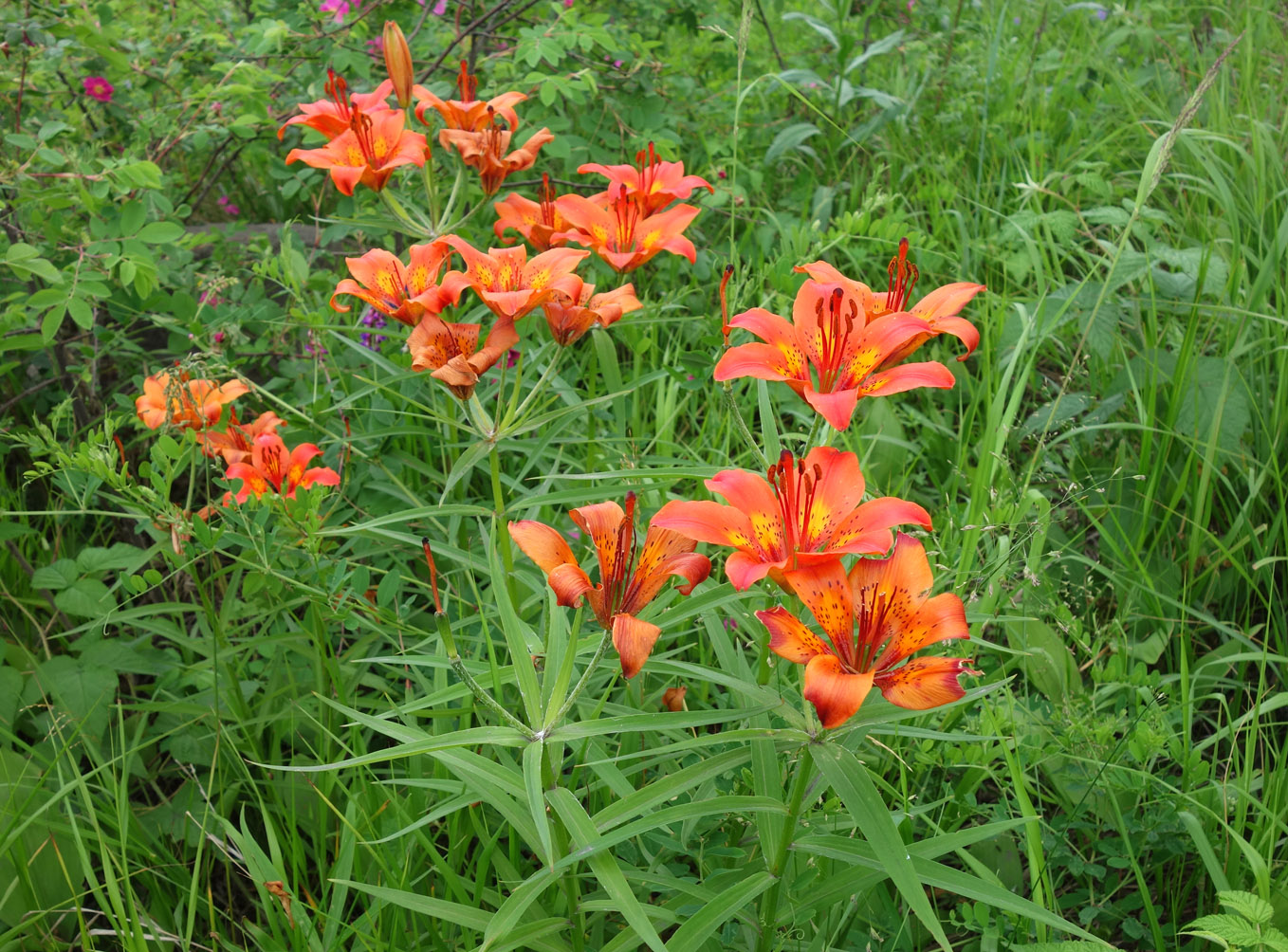 Image of Lilium pensylvanicum specimen.