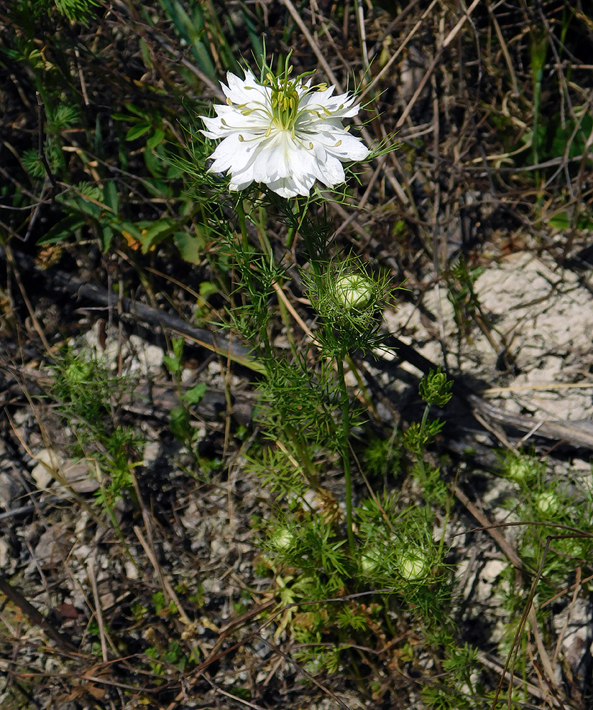 Image of Nigella damascena specimen.
