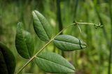 Vicia sepium. Верхушка листа (верхняя сторона). Республика Адыгея, г. Майкоп, южная окраина (северная окраина пос. Краснооктябрьский), недалеко от устья р. Курджипс, луг. 30.05.2020.