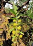 Naumburgia thyrsiflora