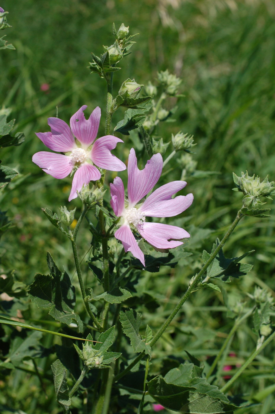 Image of Malva thuringiaca specimen.