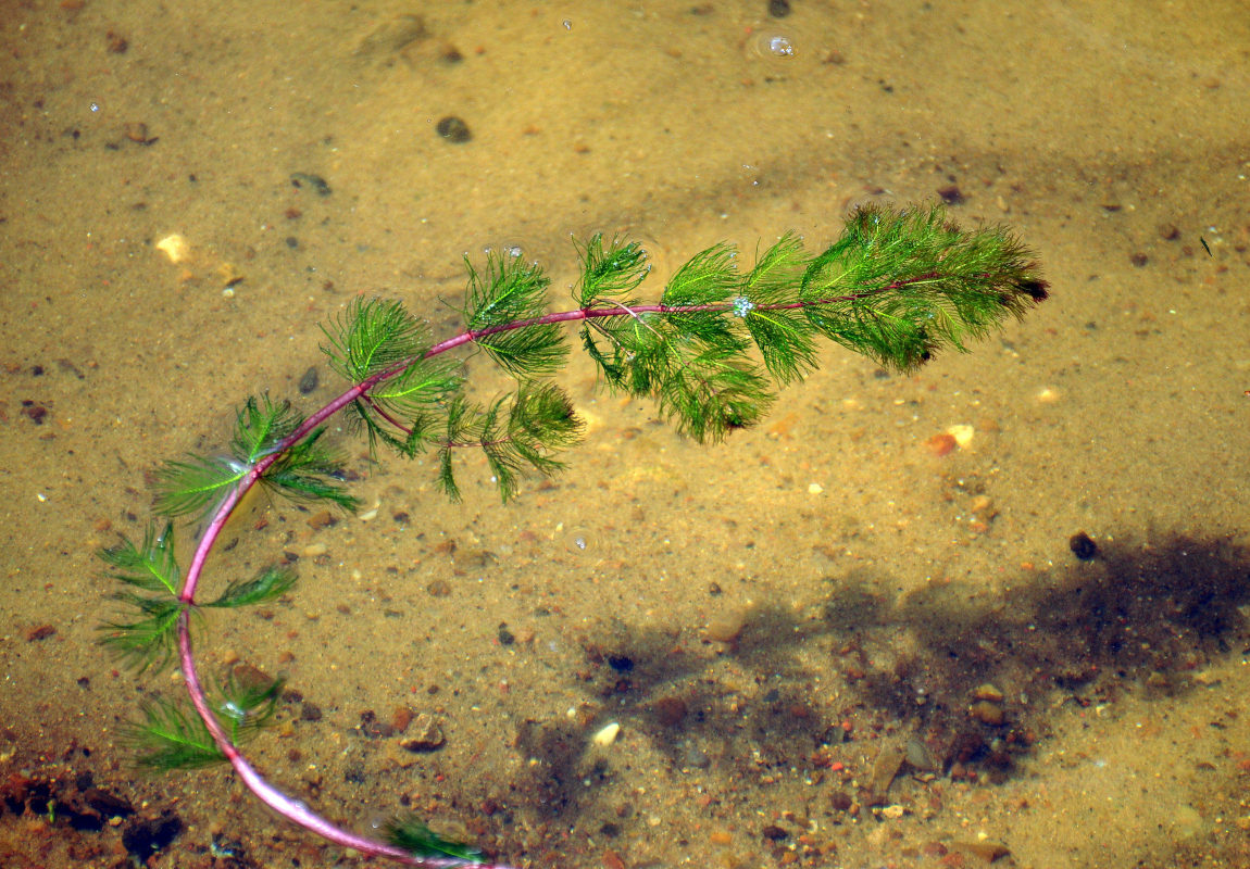 Image of genus Myriophyllum specimen.