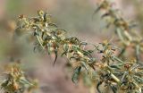 Xanthium spinosum