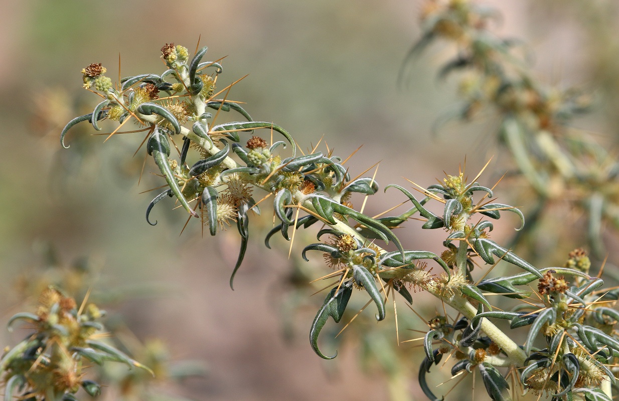 Image of Xanthium spinosum specimen.