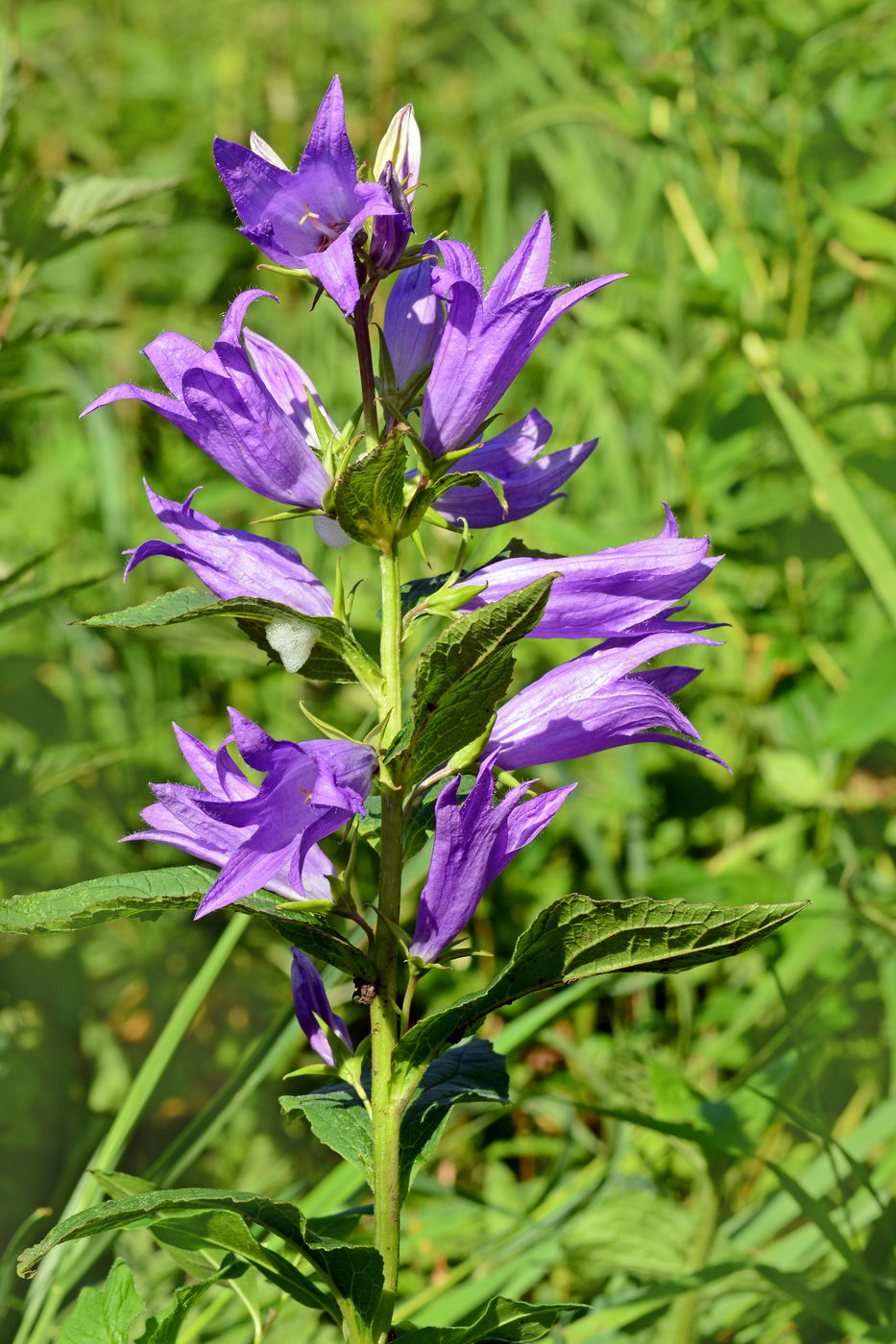 Image of Campanula latifolia specimen.