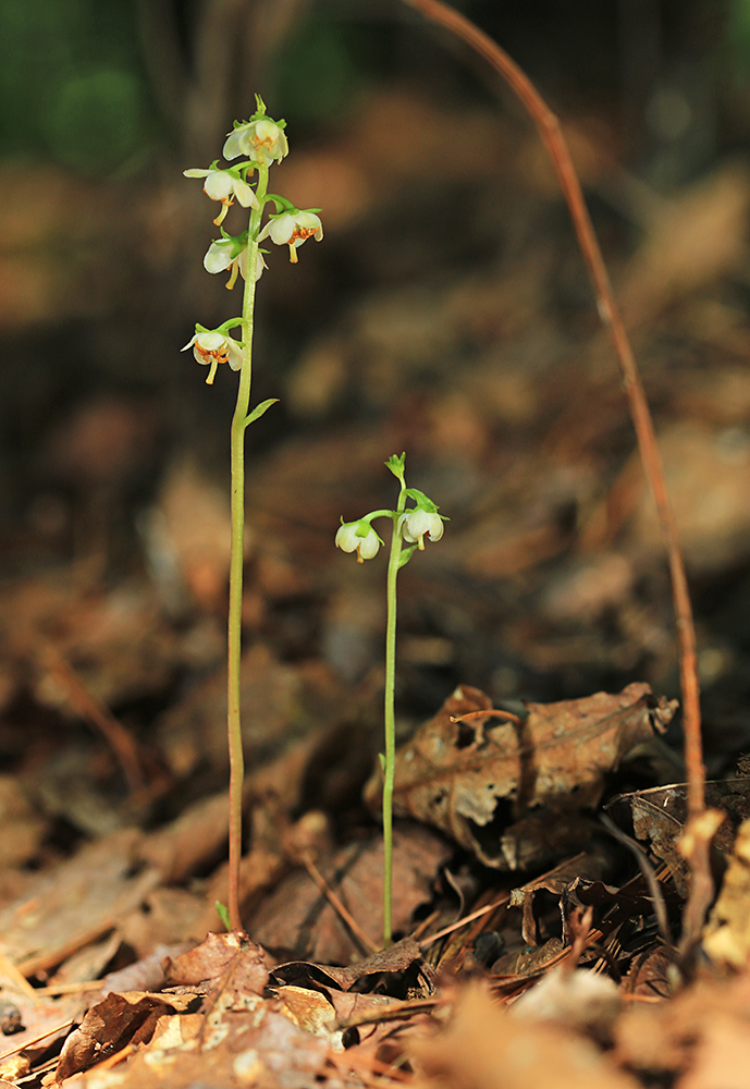 Image of Pyrola japonica var. subaphylla specimen.