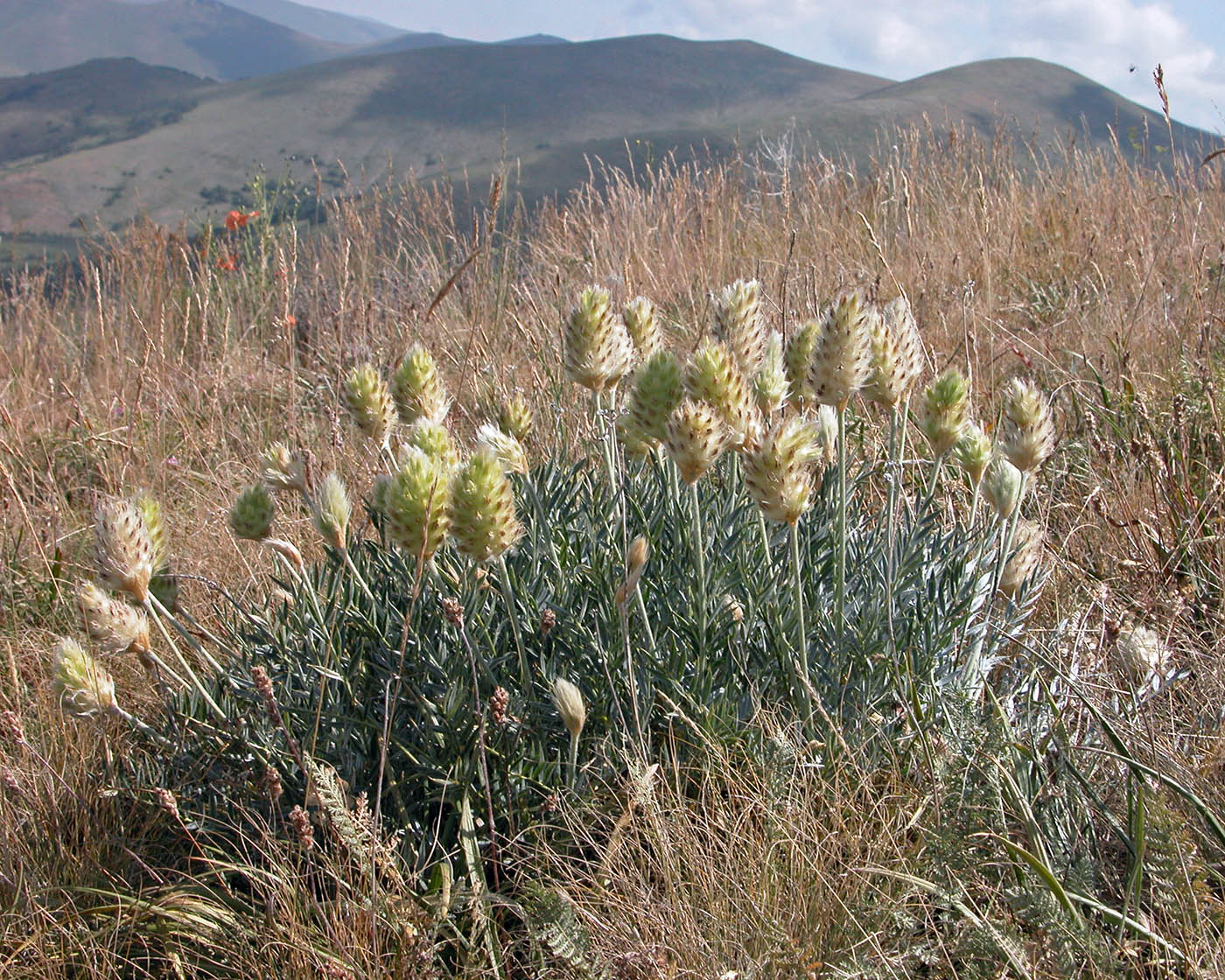 Image of Astragalus lagurus specimen.