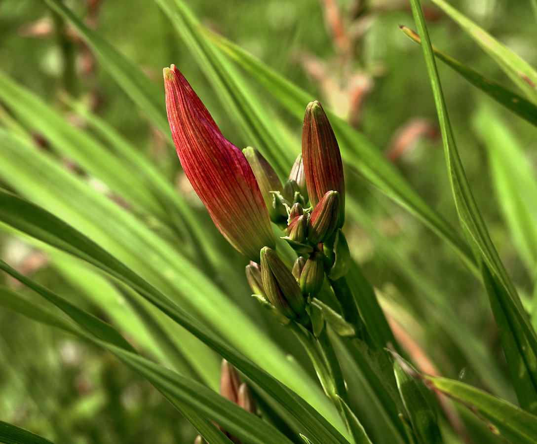Image of Hemerocallis × hybrida specimen.