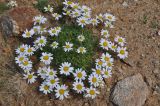 Anthemis carpatica