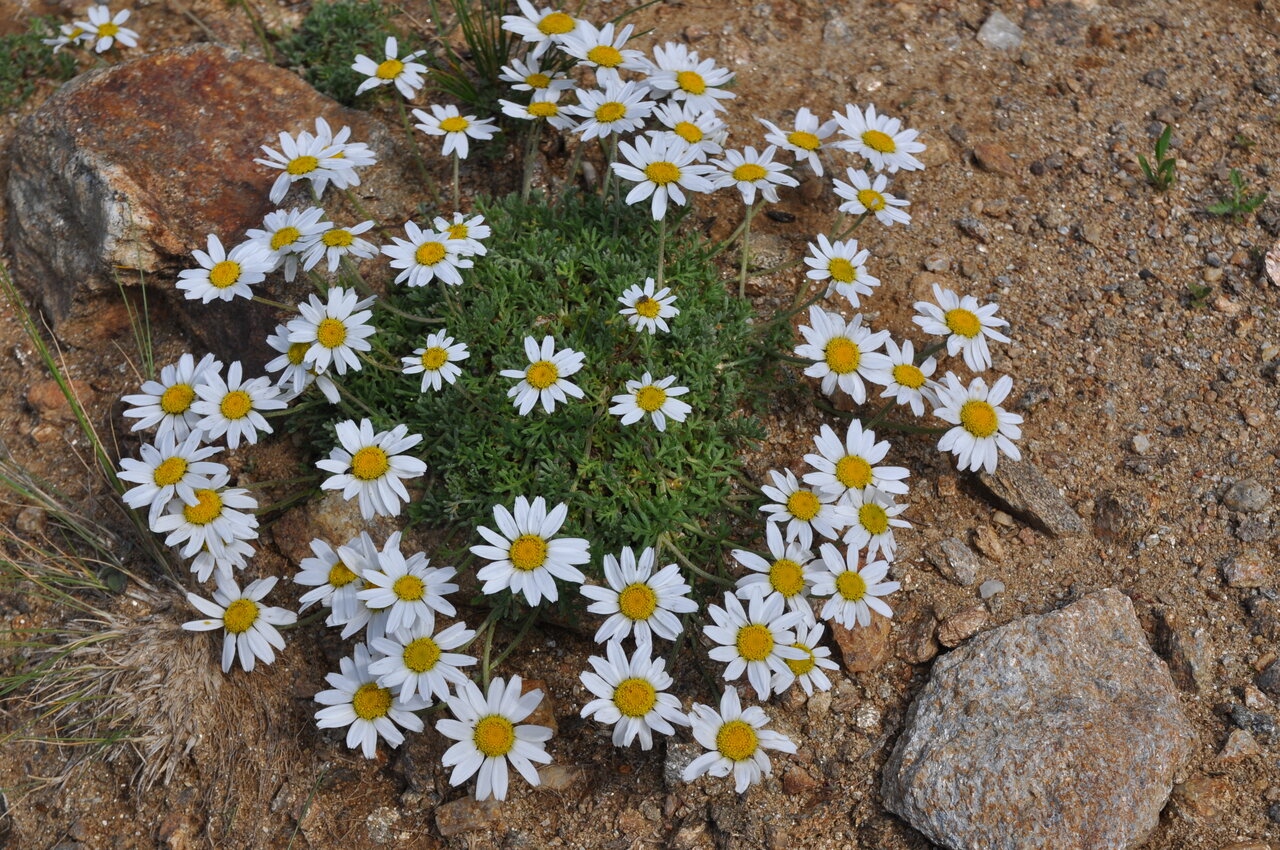 Image of Anthemis carpatica specimen.