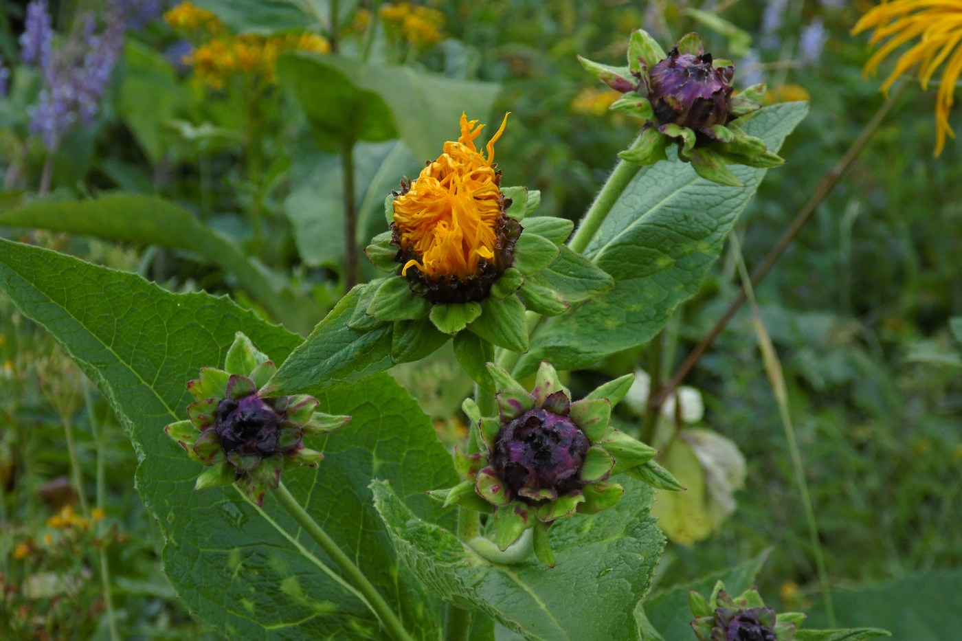 Изображение особи Inula magnifica.