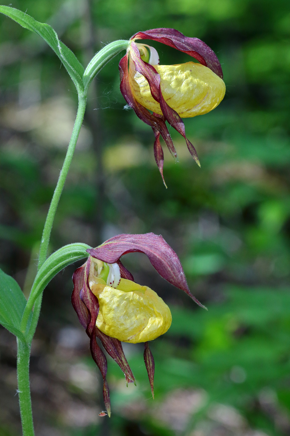 Image of Cypripedium calceolus specimen.