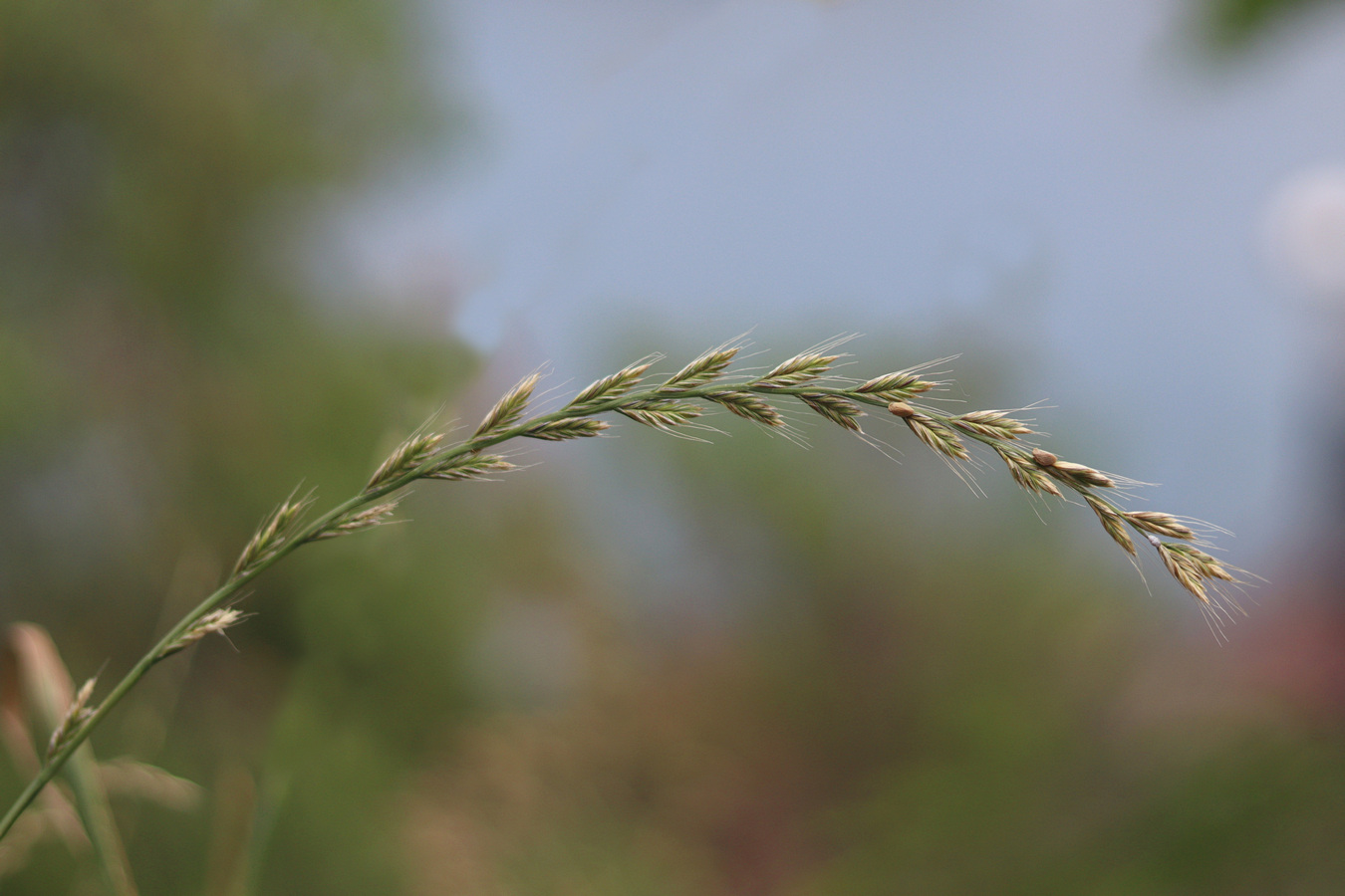 Image of Lolium multiflorum specimen.