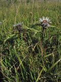 Carlina cirsioides