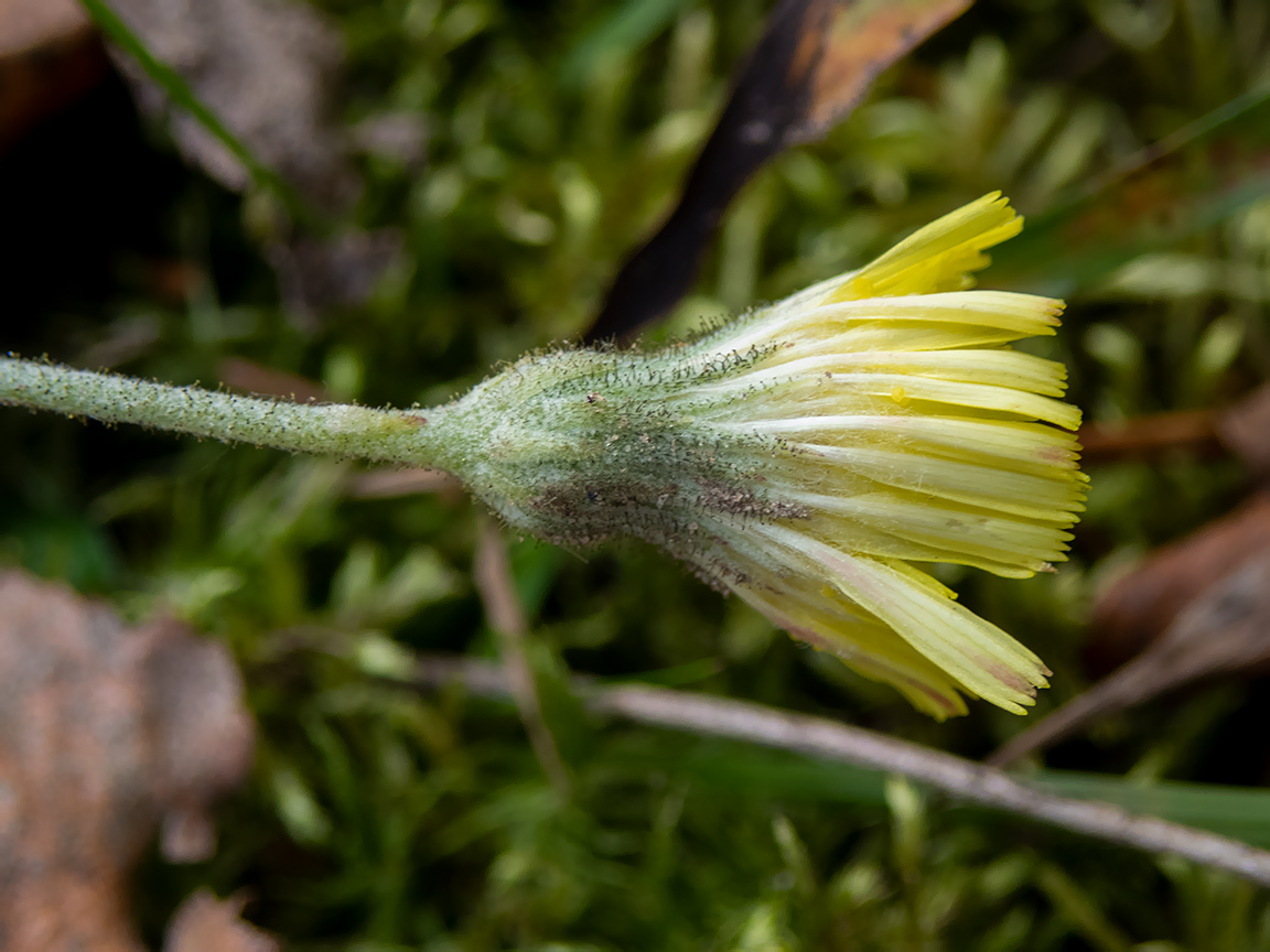 Изображение особи Pilosella officinarum.