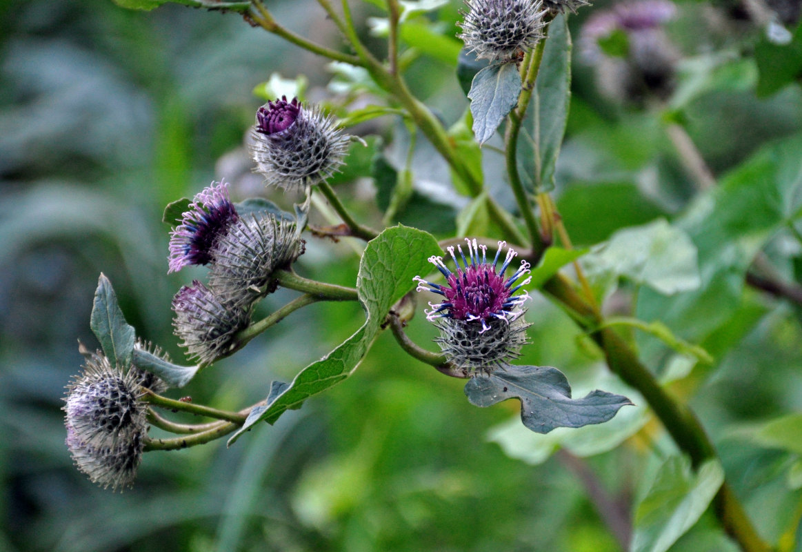 Изображение особи Arctium tomentosum.