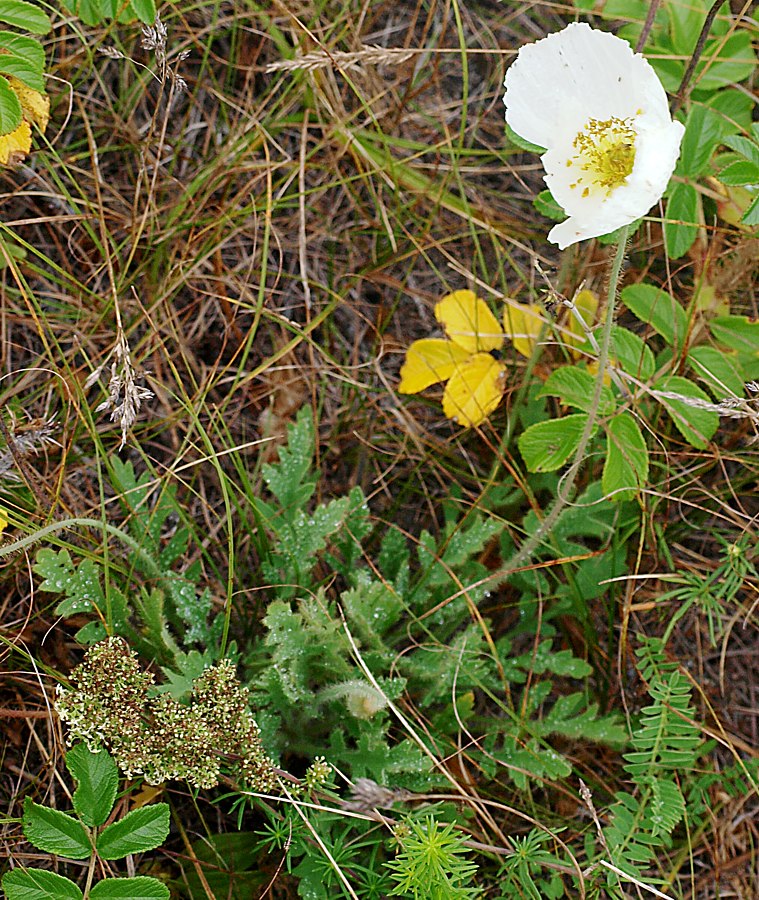 Image of Papaver amurense specimen.