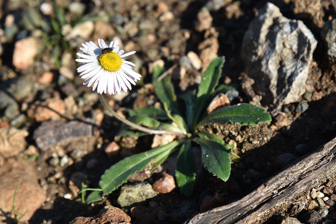 Image of Bellis sylvestris specimen.