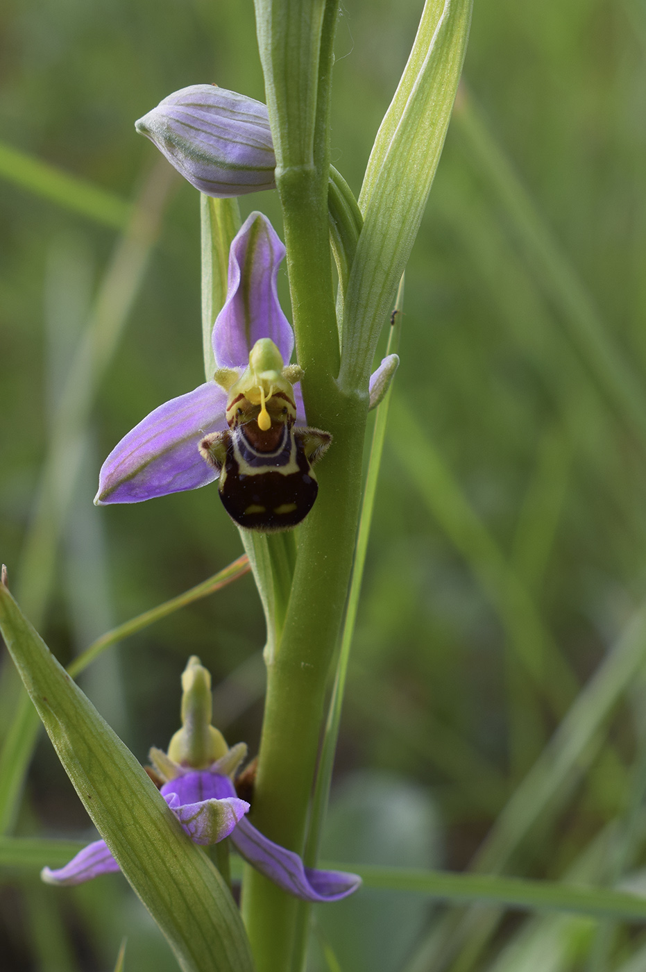 Изображение особи Ophrys apifera.