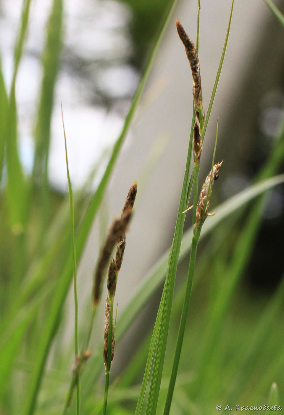 Image of Carex hirta specimen.