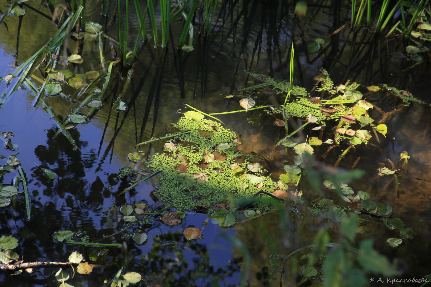 Image of Lemna minor specimen.