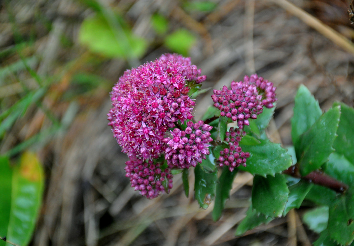 Изображение особи Hylotelephium triphyllum.