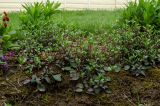 Saponaria ocymoides. Вегетирующие растения второго года жизни. Пермский край, пос. Юго-Камский, частное подворье. 15 мая 2020 г.