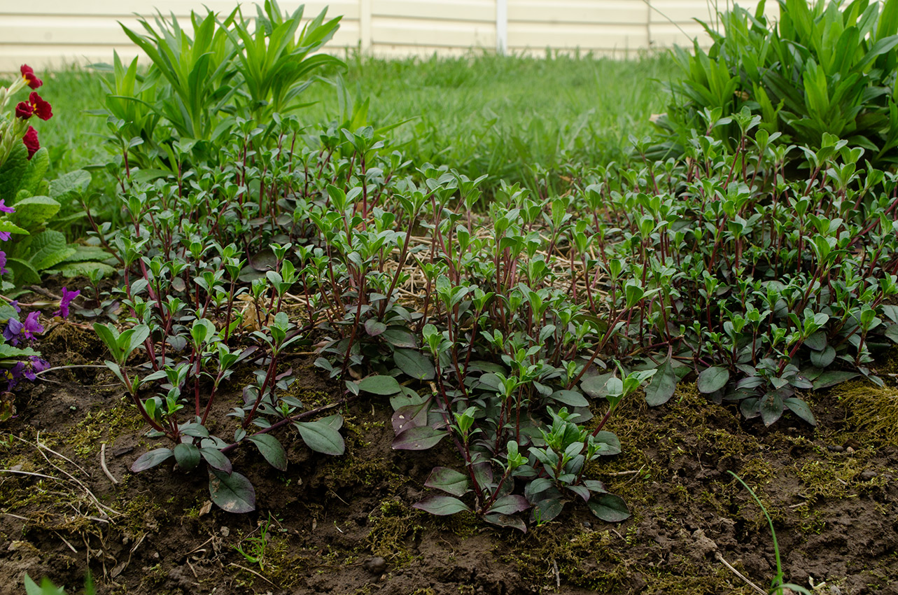 Изображение особи Saponaria ocymoides.