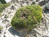 Genista acanthoclada