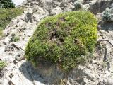 Genista acanthoclada. Цветущее растение. Греция, о. Родос, побережье в окр. Камероса, каменистый склон над автомобильной дорогой. 6 мая 2011 г.