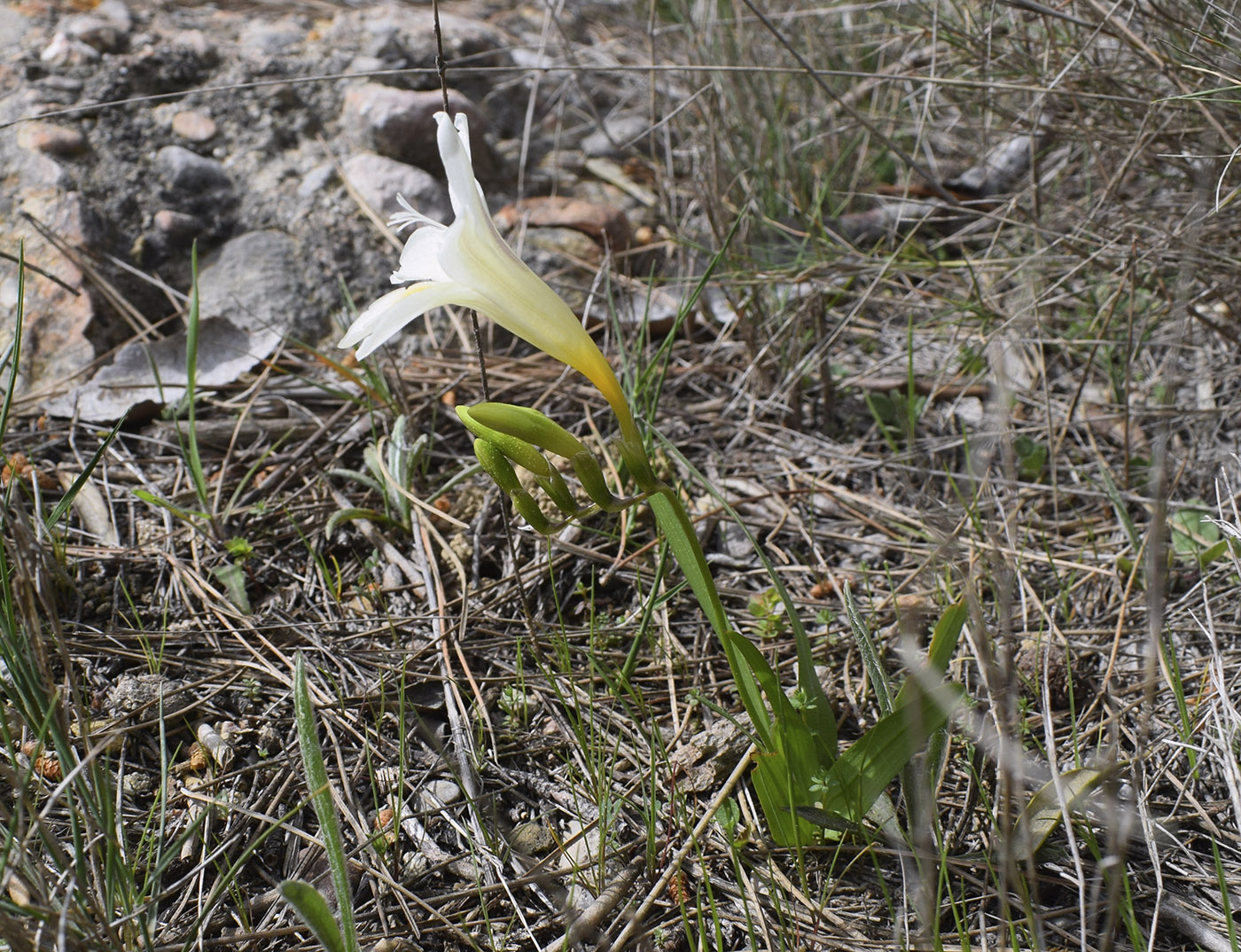 Image of Freesia refracta specimen.