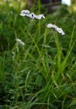 Achillea impatiens