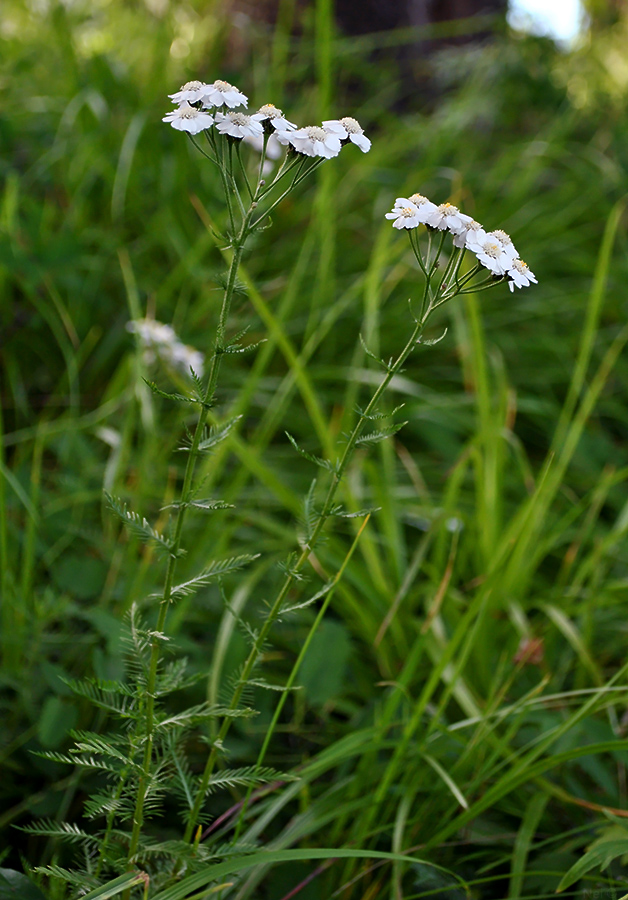 Изображение особи Achillea impatiens.