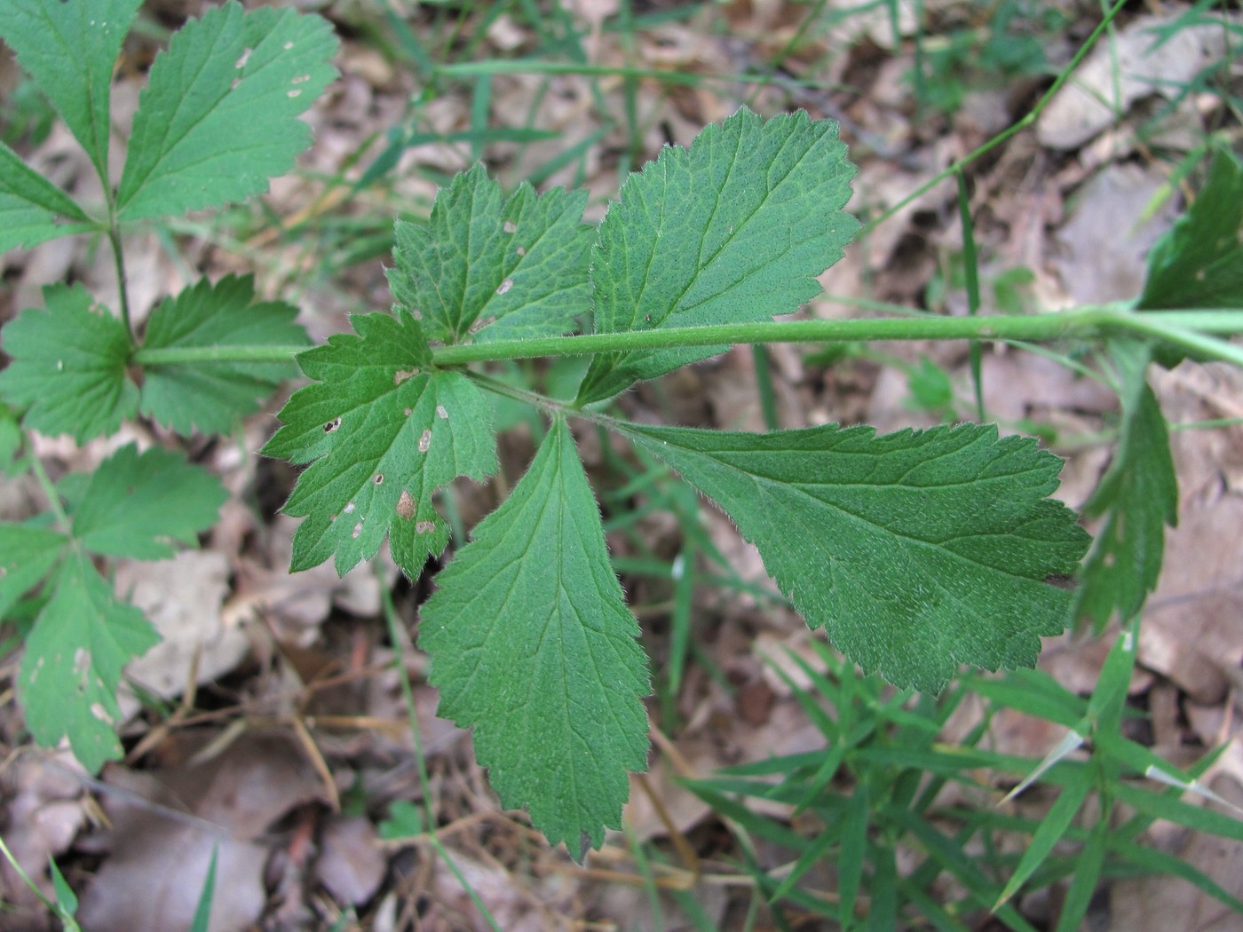 Изображение особи Geum urbanum.