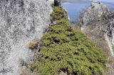 Juniperus rigida подвид litoralis