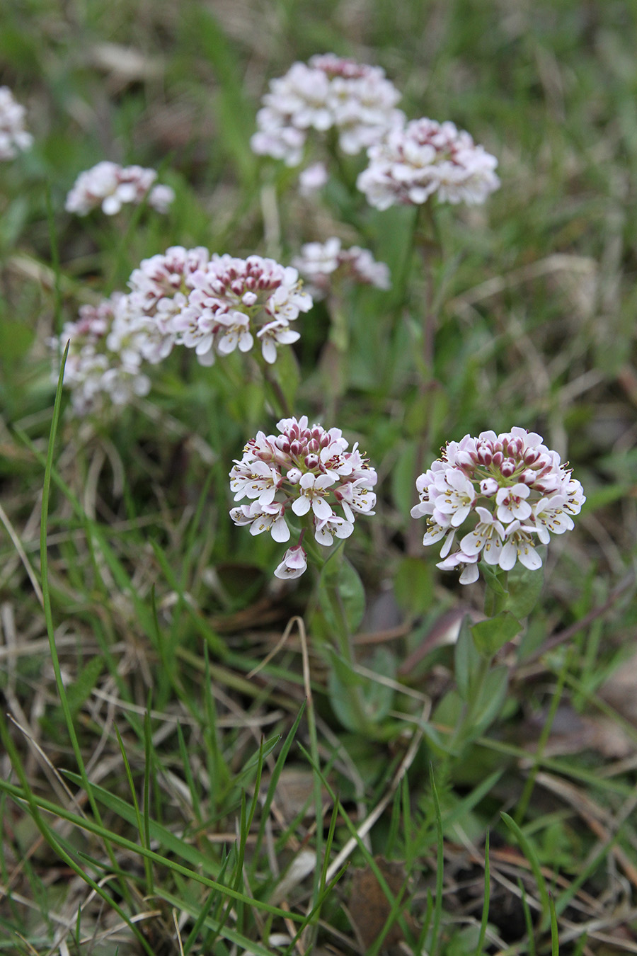 Изображение особи Noccaea caerulescens.