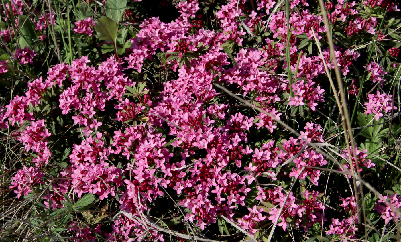 Image of Daphne cneorum specimen.